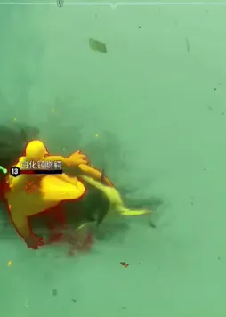 水族馆竞技场安卓版手机版 水族馆竞技场安卓版手机版