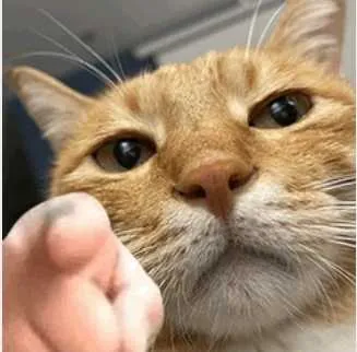 ī��Ӱ��2025���ذ�װ