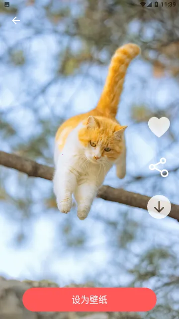 图标壁纸秀(手机桌面美化) 图标壁纸秀(手机桌面美化)