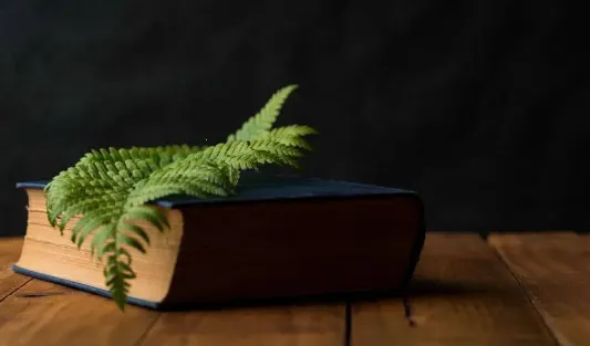 ����Ķ�2025�ٷ����°汾