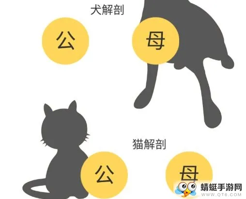 3dbody宠物最新下载 3dbody宠物最新下载